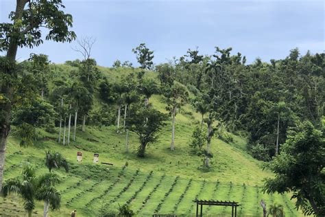 Pouring The Past: The Living Story of Puerto Rico’s Coffee